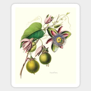 Passionfruit Flower from an Antique French Illustration Magnet